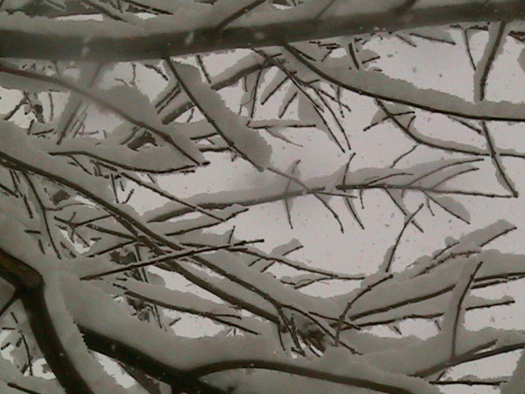Albuquerque, NM : Picutre was taken from under a tree while it was snowing.