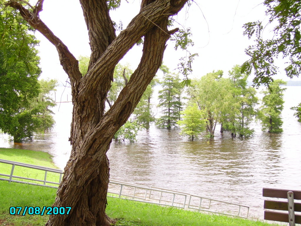 Oil City La Twisted Tree At State Park In Oil City 7 8 Free Hot Nude