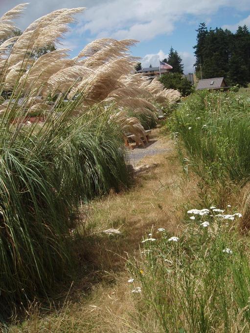 Freeland, WA : Freeland's Park the best landscaping of grasses by a community!