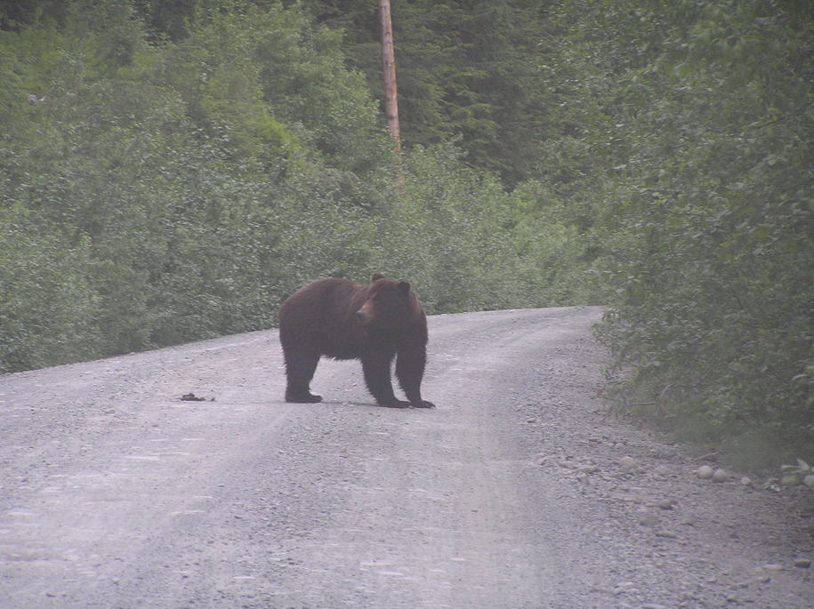 Hyder, AK : a Grizzly crossed in front of us as we were leaving Fish creek in June 2007