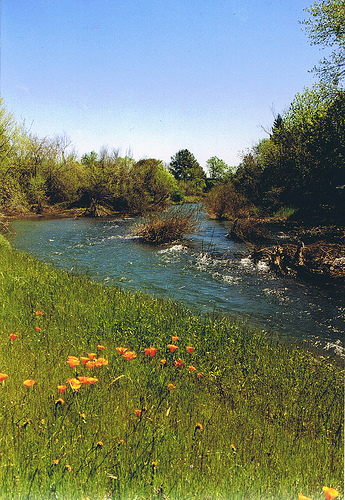 Chico, CA: Little Chico Creek with California Poppies