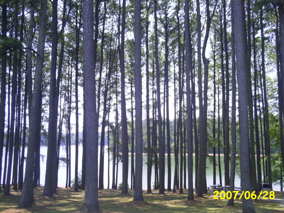 Centerville, SC: Trees overlooking Hartwell Lake
