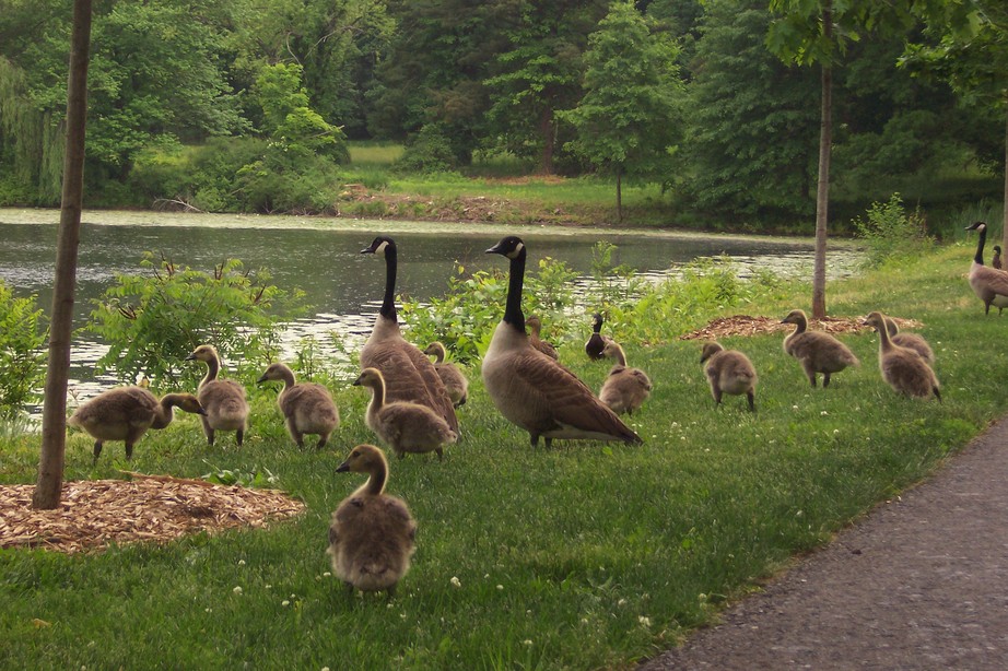 Hartford, CT: Geese and goslings at the historic Cedar Hill Cemetery