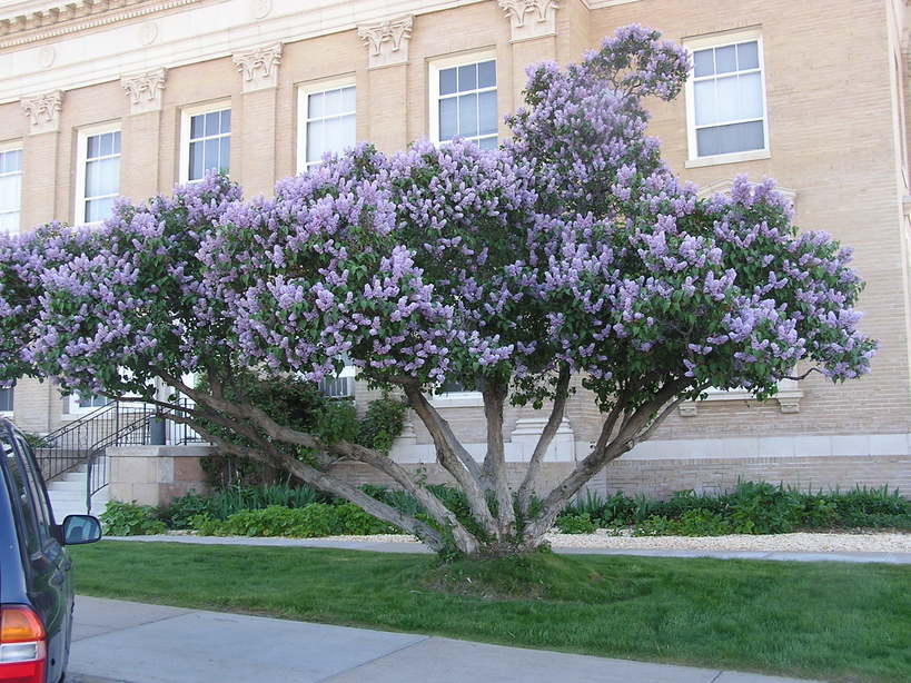 Winnemucca, NV: Lilacs at Winnemucca Court House, spring 2006