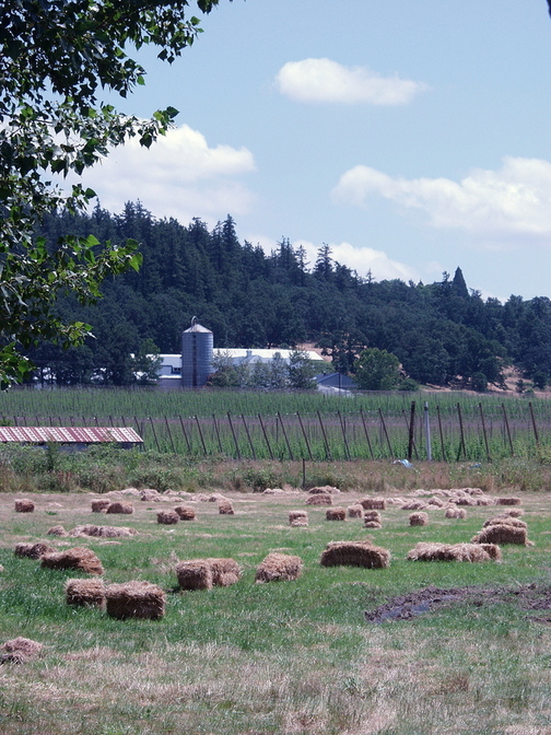 Mount Angel, OR : Hops and hayfields.  Lots of each here.