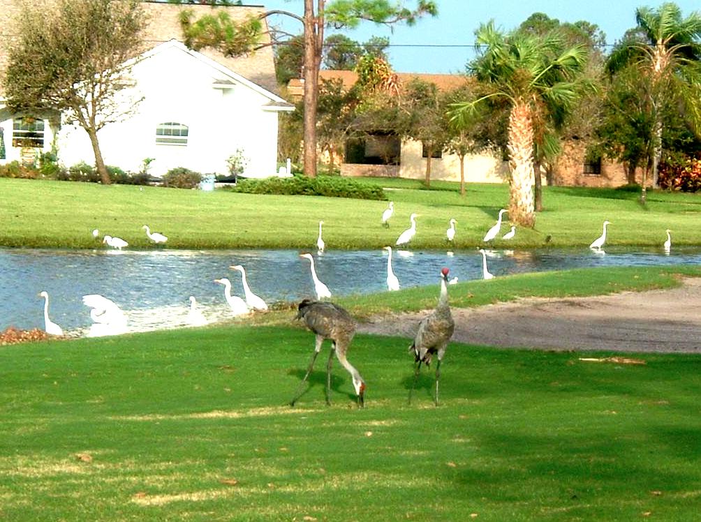 Fort Pierce, FL : Island Pines Golf Club and bird sanctuary in northern St. Lucie County.