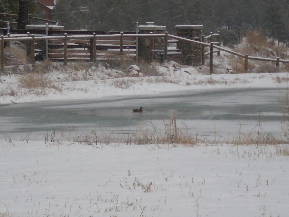 Show Low, AZ : I found an opening on the iced pond
