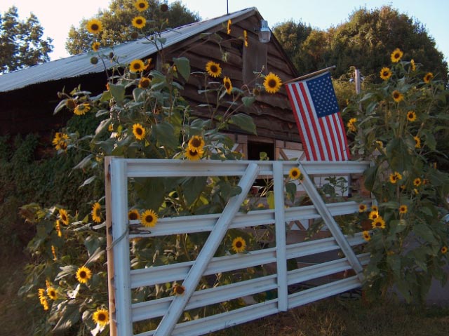 Malta, NY : Old Maple Springs Farm summer 2006