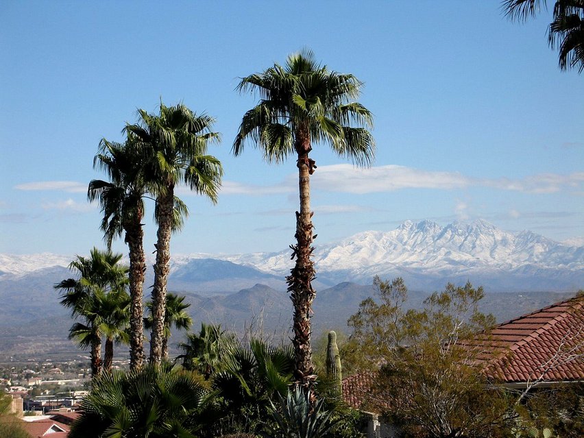 Fountain Hills, AZ: Palm and Four Peaks snow from El Lago in Fountain Hills, AZ