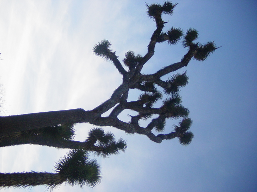 Yucca Valley, CA: Joshua Tree