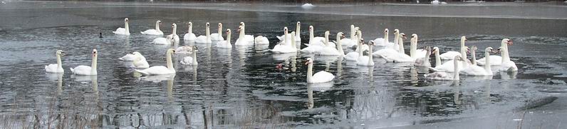 Peconic, NY : Swans congegating in Richmond Creek Peconic NY 1/05