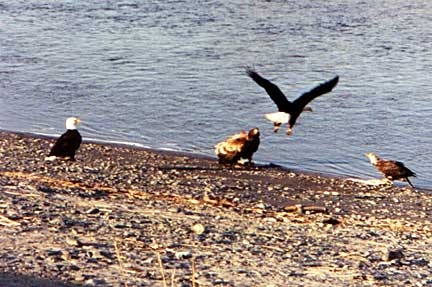 Homer, AK : Eagles