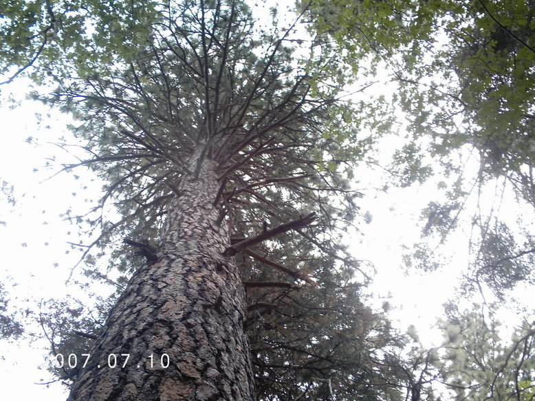 Arrowhead, CA : On the Dogwood trail