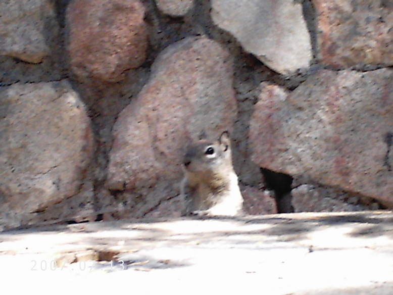 Arrowhead, CA : A Squirrel On the Dogwood trail