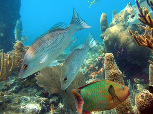 Marathon, FL: Reef scene with Parrotfish and Snappers