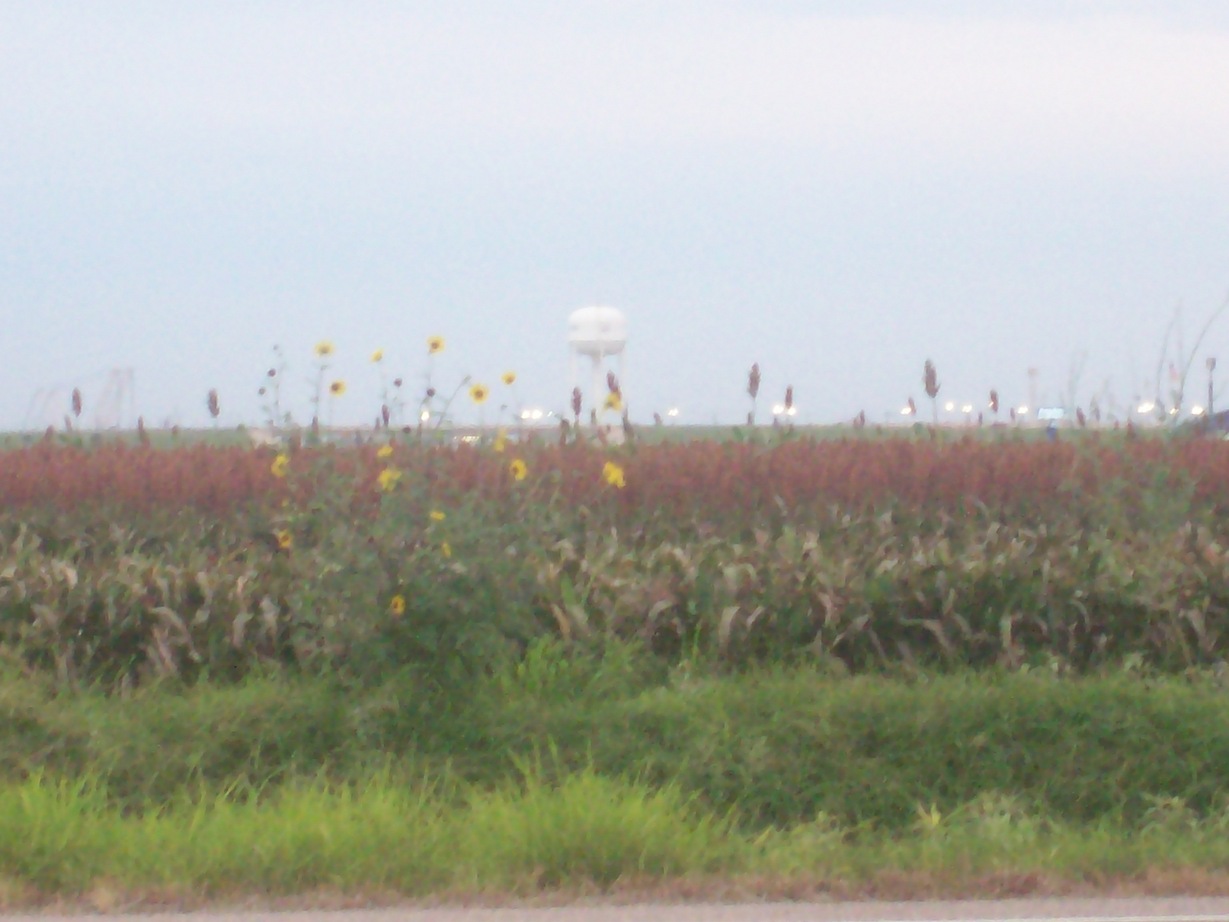 Portland, TX : wheat field