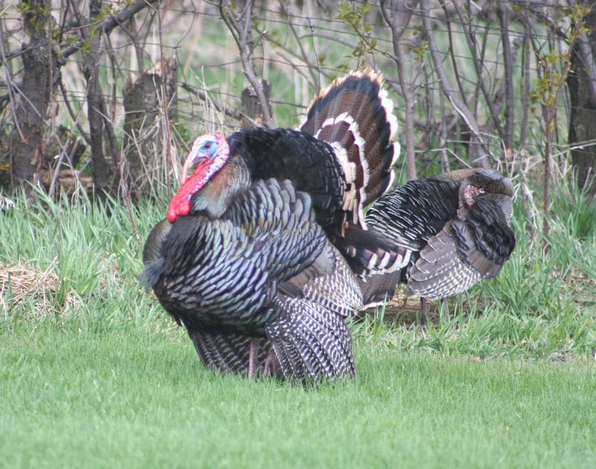 New Effington, SD : It's not unusual to see a family of wild turkeys walking the streets of New Effington.