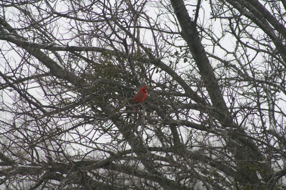 Sherman, TX: Redbird Colors a Sherman Winter