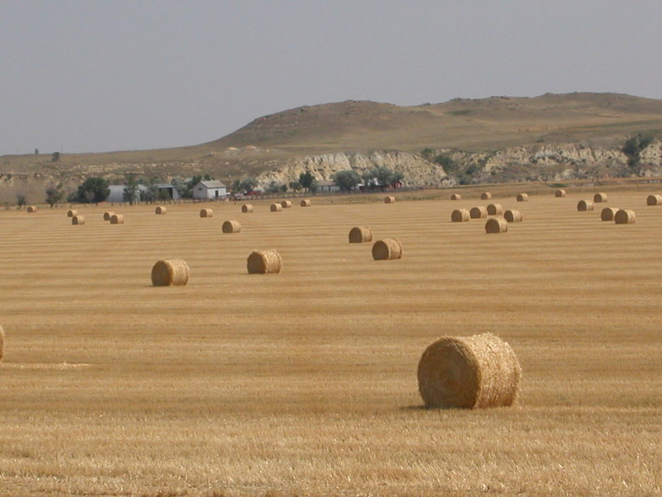 Baker, MT Baker, Montana Wheatfield photo, picture, image (Montana