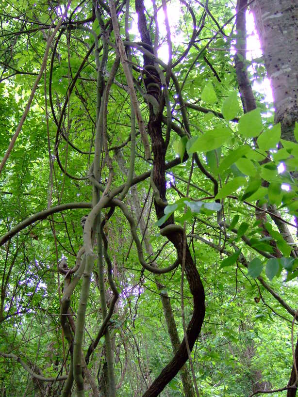 Pine Bluff, AR: Vines growing in the bayou at the Delta Rivers Nature Center