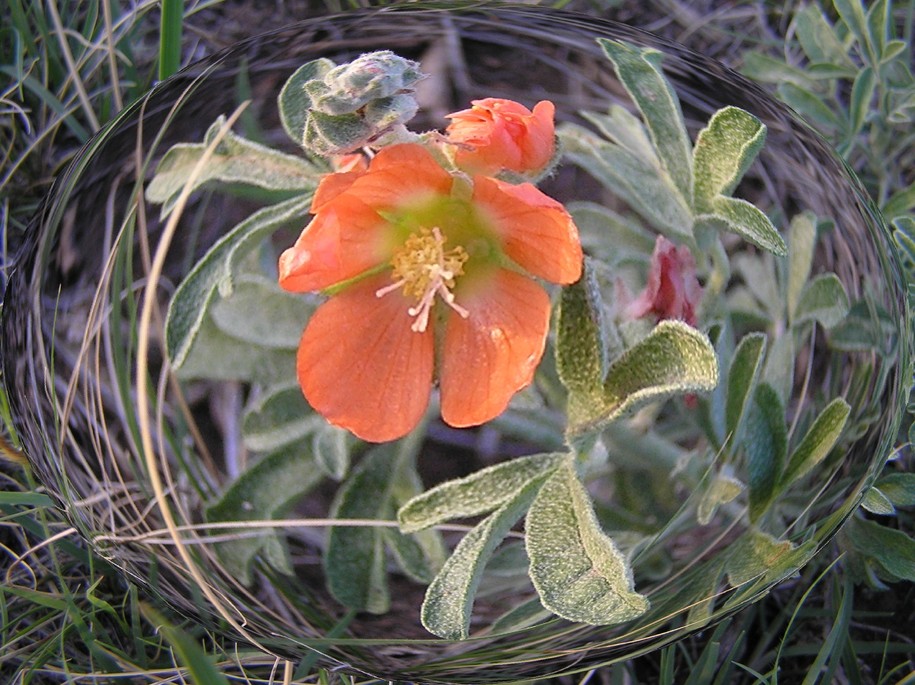 Pine Ridge, SD : A wildflower