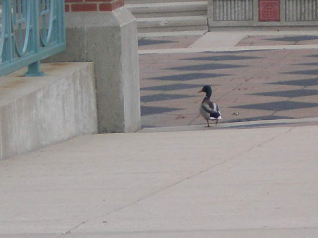 Schaumburg, IL : Town Square Mallard
