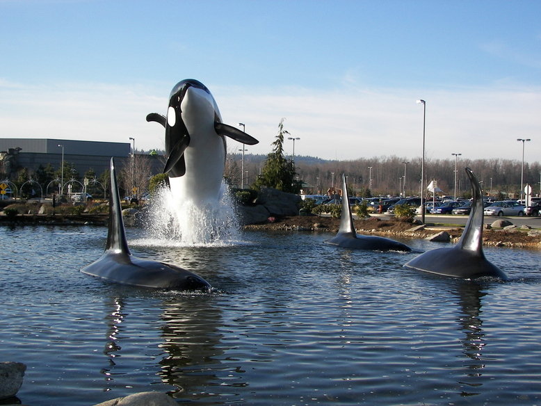 orca whale pictures. Tulalip, WA : Orca Whale