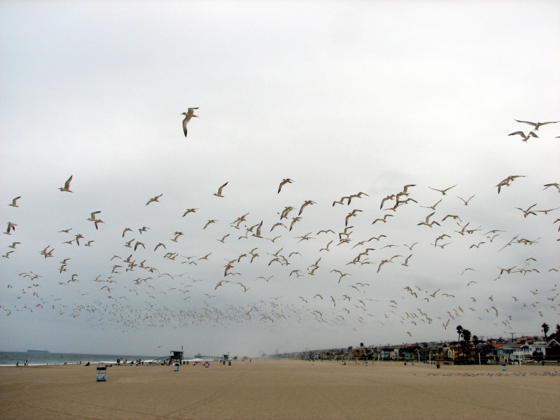 Hermosa Beach, CA : Birds over Hermosa Beach