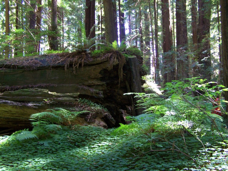 Arcata, CA : Arcata Community Forest