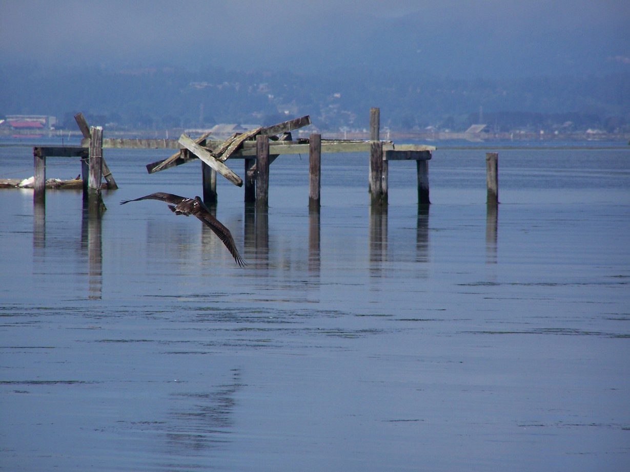Eureka, CA : Pelican near Indian Island