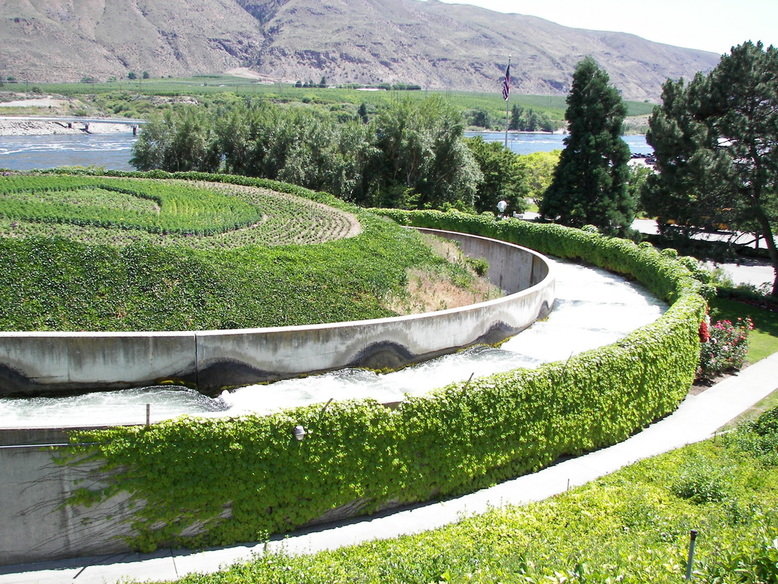 Wenatchee, WA: Fish Ladder and Gardens at Rocky Reach Dam, Wenatchee