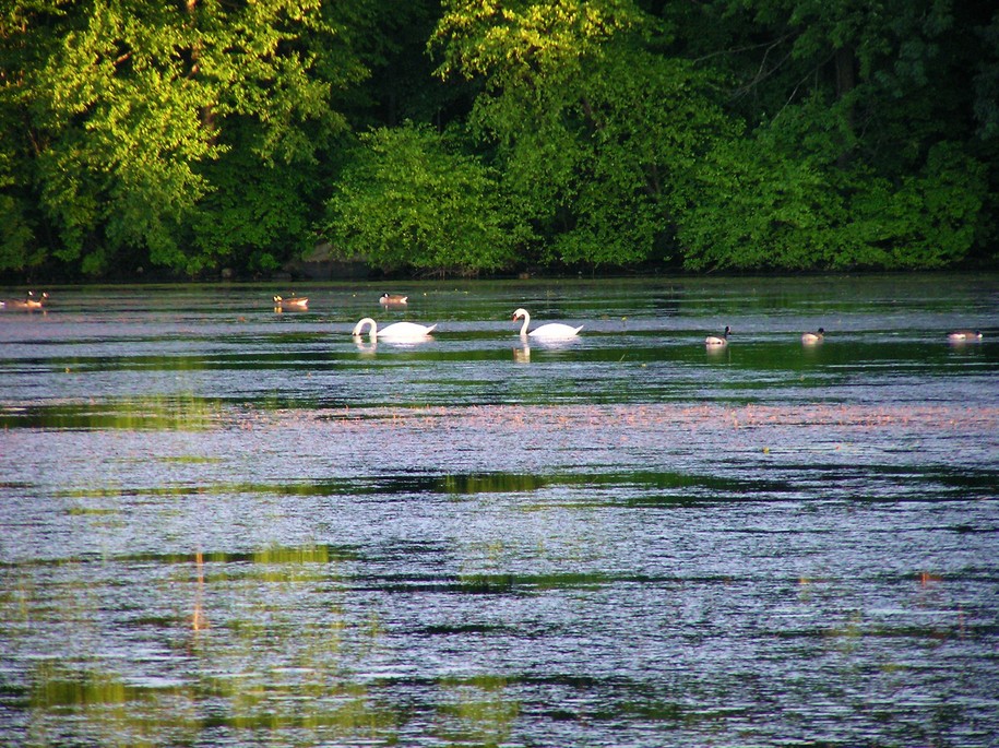 Framingham, MA : Water birds in Farm Pond