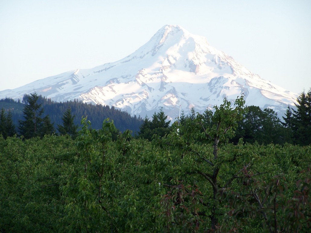 Hood River, OR : Mount Hood over the Orchard