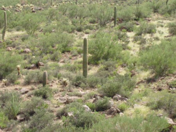 Winkelman, AZ: Winkelman Single Tall Cactus