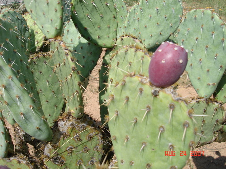 Sahuarita, AZ: Cactus