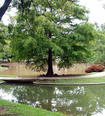 Wichita Falls, TX: Duck Pond in Lucy Park