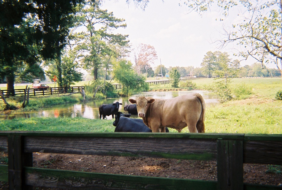 Harpersville, AL: Cattle on edge of Harpersville - taken August 2007