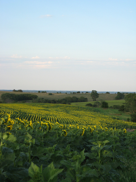 Sabetha, KS : A field of sunflowers in Sabetha