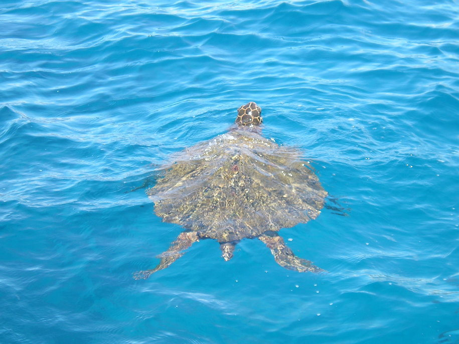 Lahaina Hi Lahaina Turtle Photo Picture Image Hawaii At City