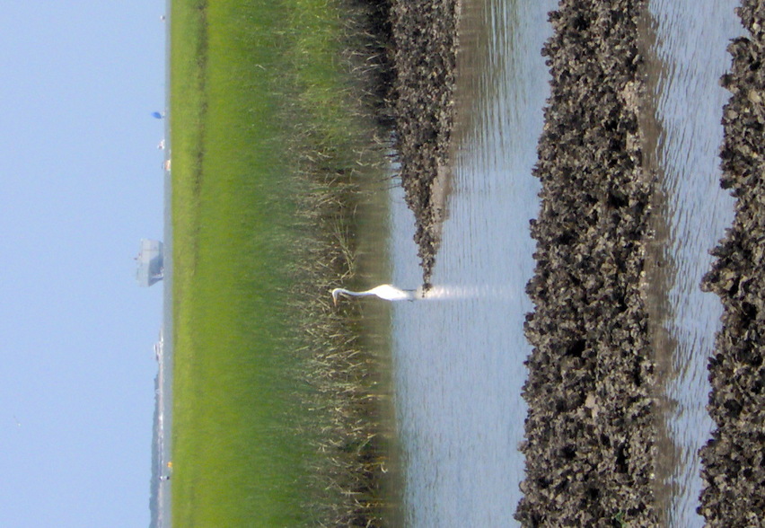 Charleston, SC : Charleston Harbor