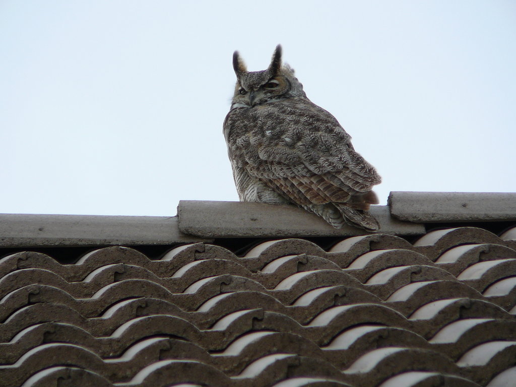 Pueblo, CO: Pueblo Horned Owl