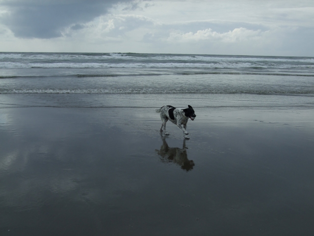 Ocean Park, WA : Bobby on the beach