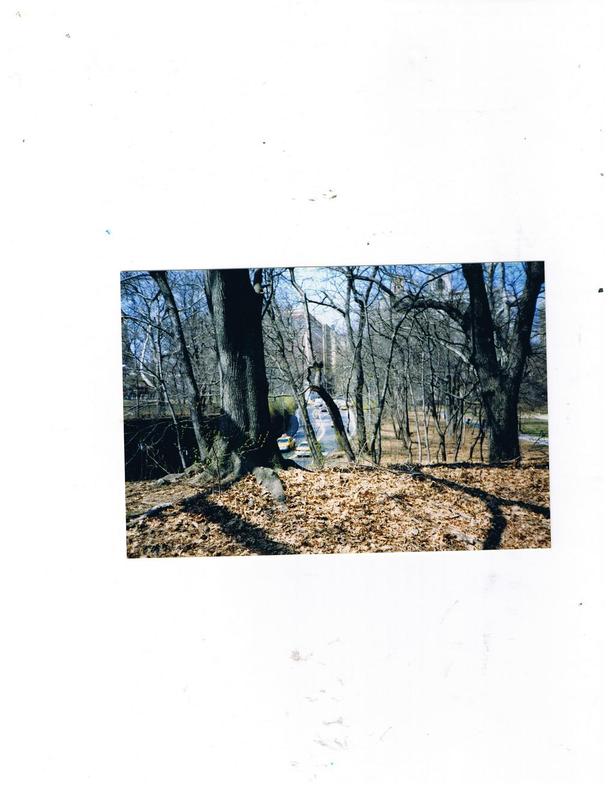 Manhattan, NY : NYC TREES AND SHADOWS DON'T MATCH UP by ELM
