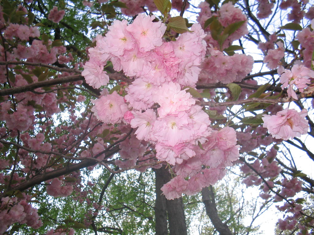Manhattan, NY : NYC CHERRIES UP (in bloom) by ELM