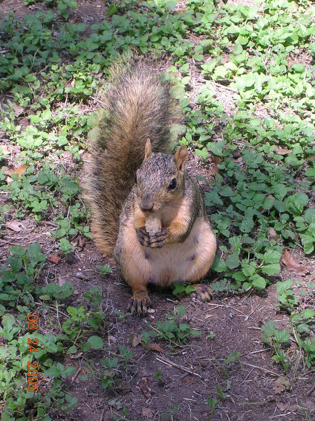 New Braunfels, TX: Squirrel eating at Landa Park