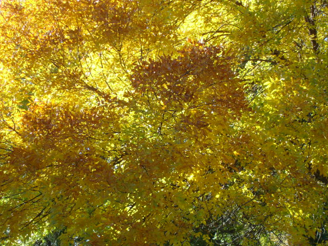 Huron, SD: fall colors