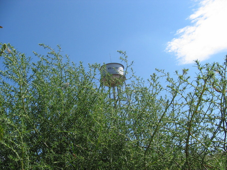 Wellington, TX : wellington water tank and tumbelweed