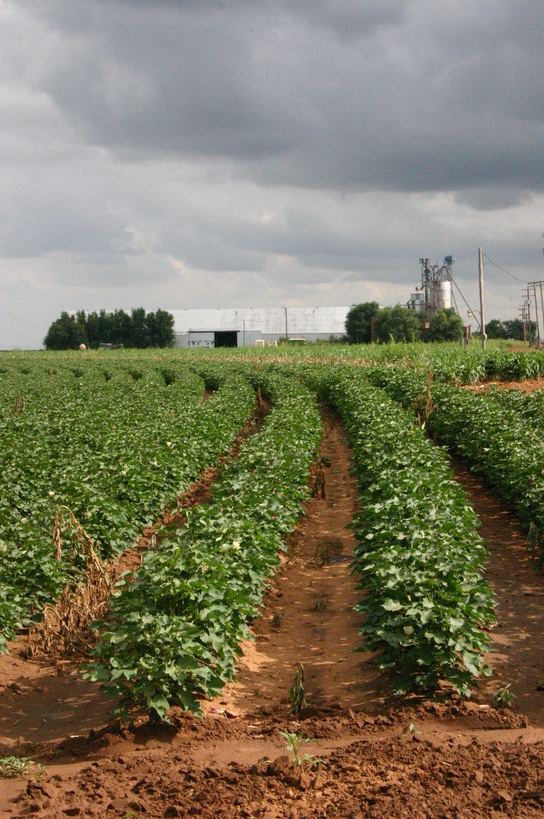 Dimmitt, TX: A cotton field outside Dimmitt