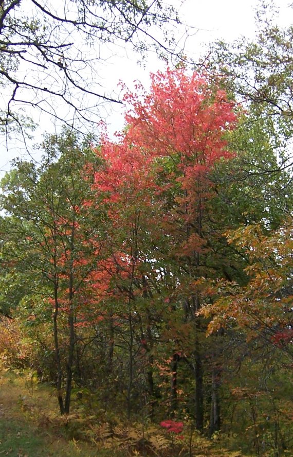 Brainerd, MN : Northland Arboretum Hiking trail in Brainerd