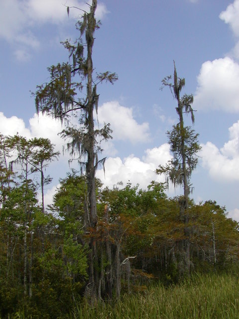 Orange, TX : Blue Elbow Swamp (one month before Hurricane Rita)